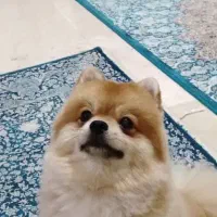 واگذاری پامر نر فقط به خانوم