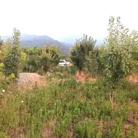 ۴۰۵ متر باغ توسکستان|فروش زمین و ملک کلنگی|گرگان, |دیوار