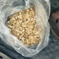 گلپر امسال مازندران