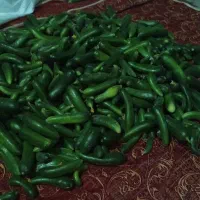 خیار تلخ مخصوص خیارشور کیلویی ۶۵ فقط امشب