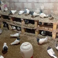 کبوترباشی گوی باشی موشی|پرنده|مرند, |دیوار