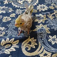 عروس هلندی تازه دون خور