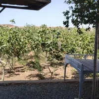 خونه باغ ویلا پسته