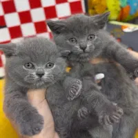 Kitten|گربه|تهران, تهرانسر مرکزی|دیوار
