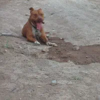 واگذاری سگ پیت بول ماده حامله قیمت توافقی|سگ|کرمان, |دیوار