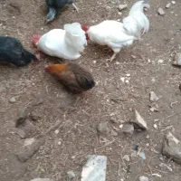 یک عددکالسکه