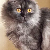 گربه ماده پرشین