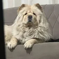 سگ چاوچاو اصیل