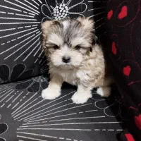 سگ آپارتمانی