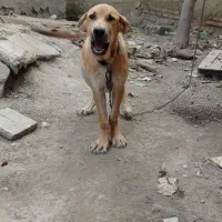 سگ پژدر