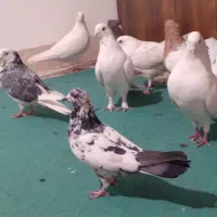 کفترتزیینی وپرشی|پرنده|قم, لسانی|دیوار