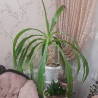 گل سوسن عنکبوتی
