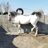 نریان سواریدار