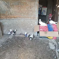 توقی طوقی کبوتر پرنده|پرنده|نجف‌آباد, قلعه سفید|دیوار