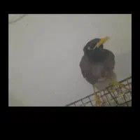 مرغ مینا معاوضه