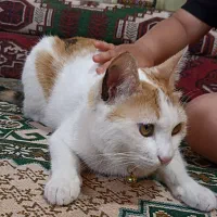 واگذاری گربه