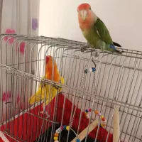 کوتوله برزیلی|پرنده|زواره, |دیوار