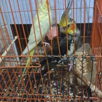 عروس هلندی با جوجه|پرنده|آشخانه, |دیوار