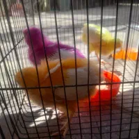 جوجه یک ماه و نیم بزرگ