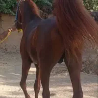 اسب نریان سلطنتی‌شجره‌دار|اسب و تجهیزات اسب‌سواری|شیراز, ارم|دیوار
