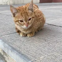 واگذاری رایگان بچه گربه|گربه|تهران, قیطریه|دیوار