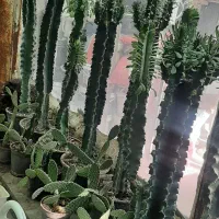 کاکتوس|گل و گیاه طبیعی|مشهد, سجادیه|دیوار