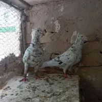 سار کاکلی