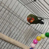 طوطی برزیلی سالم