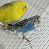 مرغ عشق همراه باقفس