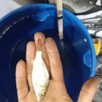 بچه ماهی مخصوص استخرهای زیره اب