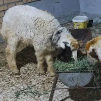 بره نر