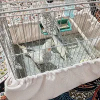 عروس هلندی ۳ماهه دوعدد