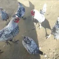 سمند مینییاتوری