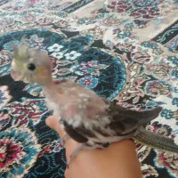 عروس هلندی