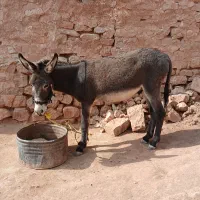 خر فروشی