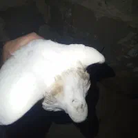 طوقی|پرنده|لردگان, |دیوار