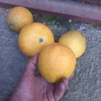 فروش میوه پرتقال سر درختی|خدمات باغبانی و درختکاری|دابودشت, |دیوار