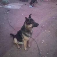 سگ ژرمن نر ماده