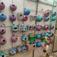 فنچ و لونه فنچ|پرنده|قزوین, |دیوار