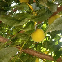 اکانت کلش آف کلنز تان9 تقریبا مکس
