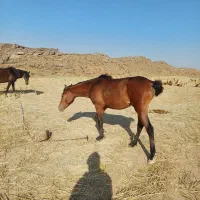 کره مادیون