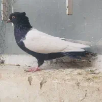 ماده سینه ای جوان تازه ۱۰بند شده|پرنده|بهبهان, |دیوار