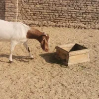 دو بز فروشی نزدیک زاییدن|حیوانات مزرعه|طبس, |دیوار