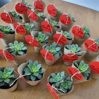 گل ساکولنت کاکتوس تزیین شده هدیه مناسبت کادویی