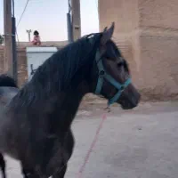 اسب|اسب و تجهیزات اسبسواری|همدان, |دیوار