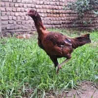 تخم لاری اصیل شجره نامه دار طوس