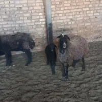 میش|حیوانات مزرعه|جوادآباد, |دیوار