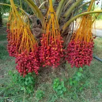 انواع درخت خرما