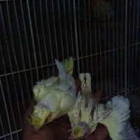 جونه عروس لوتینو سرلاکی