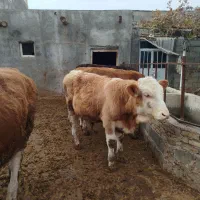 گاو نر سیمینتال